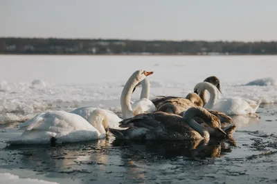 Красивые лебеди на озере (59 фото) - 59 фото