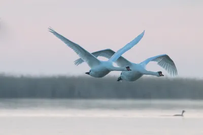 Лебеди в дикой природе: красивые фотографии | Лебедь Фото №13190 скачать