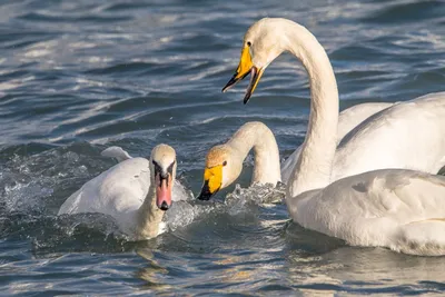 Лебеди Лебеди-Шипуны Озеро Восход - Бесплатное фото на Pixabay - Pixabay