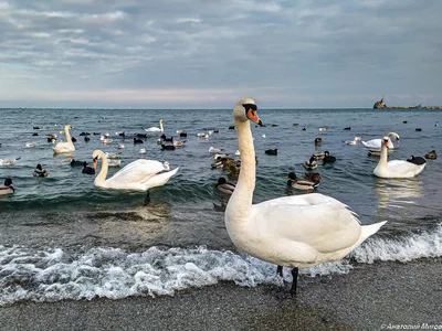 Лебеди летят. Photographer Tsvetkov Sergey