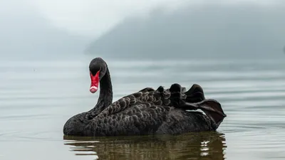 Лебеди на Городищенском озере в Изборске - Изборск