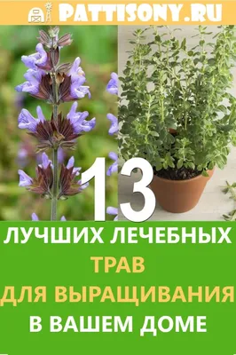 Информационно- познавательная программа «В стране лечебных трав» -  Культурный мир Башкортостана