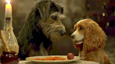 Леди и Бродяга / Lady and the Tramp (2019): фото, кадры и постеры из фильма  - Вокруг ТВ.