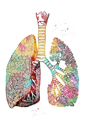 Обзор дыхательной системы человека: воздухоносные пути и лёгкие, их функции  и строение | Анатомия и физиология | Дзен
