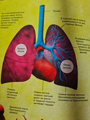 Бронхи рак, флюрография рака дыхательной системы, симптомы и прогноз |  Patient-mt.ru