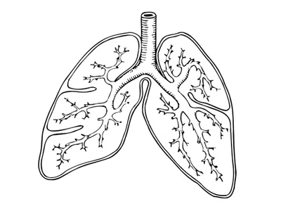 Нормальная анатомия лёгких | ВКонтакте
