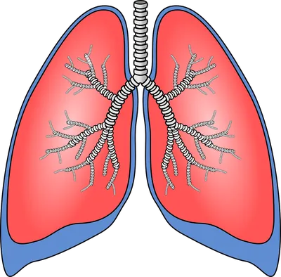 Легкие и бронхи