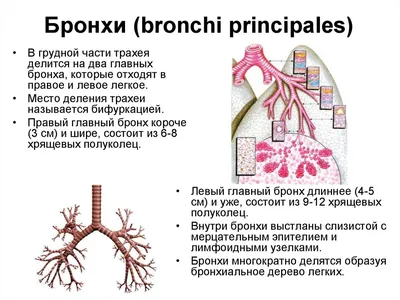 Функция и строение лёгких