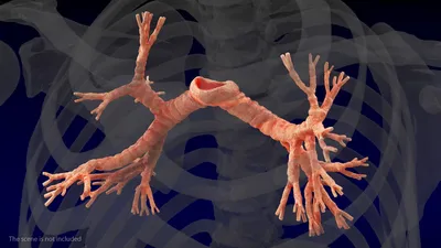 Прикладные аспекты вариативной анатомии бронхиального дерева на основе  прижизненных морфометрических данных – тема научной статьи по ветеринарным  наукам читайте бесплатно текст научно-исследовательской работы в  электронной библиотеке КиберЛенинка