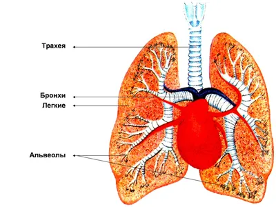 Какие следы в лёгких оставляет коронавирус. Мнение врача-пульмонолога