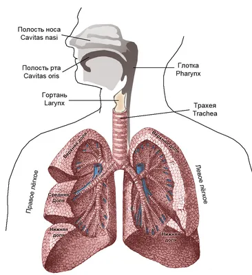 Легкие и бронхи, человеческая дыхательная система Медицина и здоровье  вектор изображения иллюстраций Download готовый Иллюстрация вектора -  иллюстрации насчитывающей график, здорово: 123025543