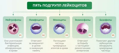 Содержание лейкоцитов в крови: норма, причины отклонения, о чем говорят  повышенные и пониженные лейкоциты в анализе крови?