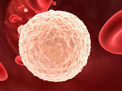 Содержание лейкоцитов в крови: норма, причины отклонения, о чем говорят  повышенные и пониженные лейкоциты в анализе крови?