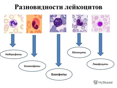 Лейкоциты — Википедия