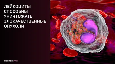 Общий анализ крови у животных. Лейкоциты и их виды часть 2