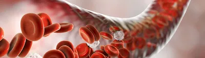Какие продукты повышают лейкоциты в крови | Роскачество