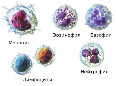 Лейкоциты в крови - норма у ребенка, женщин, мужчин, причины повышенных,  пониженных значений