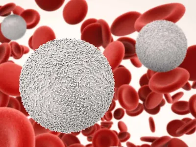 Клетки крови: лейкоциты, эритроциты, тромбоциты — Биология с Марией  Семочкиной на vc.ru