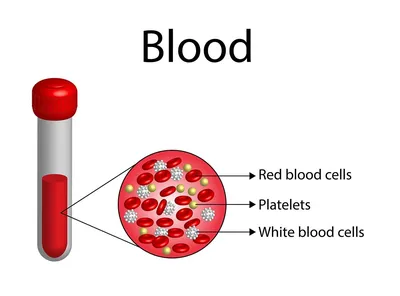 Общий анализ крови【ОАК】 — расшифровка и нормы показателей