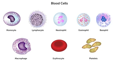 Теперь вы знаете, как выглядят лейкоциты😏 Рассказываем подробнее о них👇  Лейкоциты — белые кровяные.. | ВКонтакте