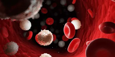 Лейкоциты в крови - уровень нормы у мужчин и женщин, причины пониженного и  повышенного уровня лейкоцитов в крови