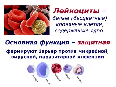 Лейкоциты с клетками крови иллюстрация штока. иллюстрации насчитывающей  эритроцит - 95286163