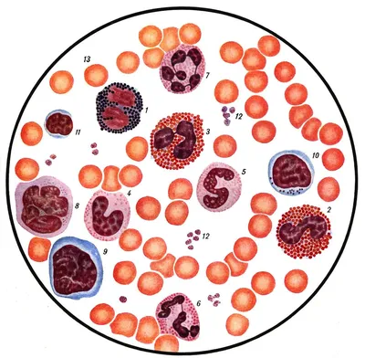 Анализ мочи на лейкоциты: расшифровка, норма - Клиника в Уручье