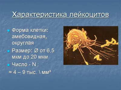 Лейкоциты в мазке крови стоковое фото. изображение насчитывающей эритроцит  - 122045326