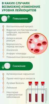 Содержание лейкоцитов в крови: норма, причины отклонения, о чем говорят  повышенные и пониженные лейкоциты в анализе крови?