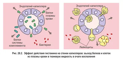 Вирусы в крови. Опасность эпидемии. Лейкоциты нападают на вирус.. Иммунитет  организма Иллюстрация штока - иллюстрации насчитывающей инфлуенза,  семенозачатки: 171766195