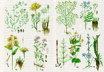 Лекарственные растения — Википедия