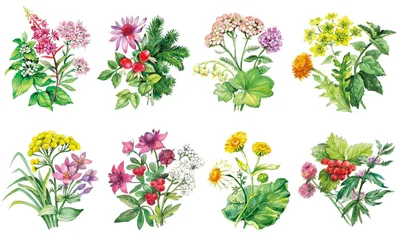 ЛЕКАРСТВЕННЫЕ РАСТЕНИЯ | Растения, Лекарственные растения, Картинки