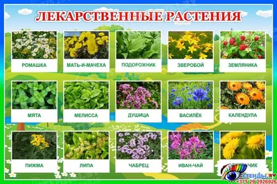 Стенд Лекарственные растения 600*400 мм | Лекарственные растения, Растения,  Ромашки