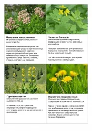 Биолог КФУ рассказала, как правильно собирать лекарственные травы | Медиа  портал - Казанский (Приволжский) Федеральный Университет