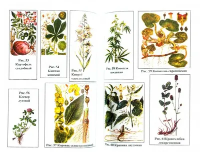 Комплект карточек Монтессори «Лекарственные растения» купить в  интернет-магазине в Москве