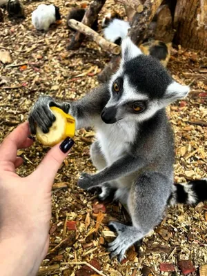 Кошачий или кольцехвостый лемур (лат. Lemur catta), фотографии лемуров.
