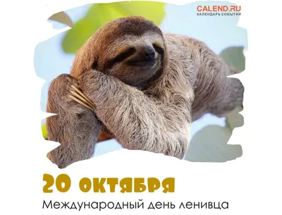 20 октября — Международный день ленивца / Открытка дня / Журнал Calend.ru