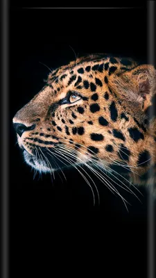 Pin by Irina Irina on Обои телефон (1080*1920) | Leopard wallpaper, Animals  wild, Animals beautiful