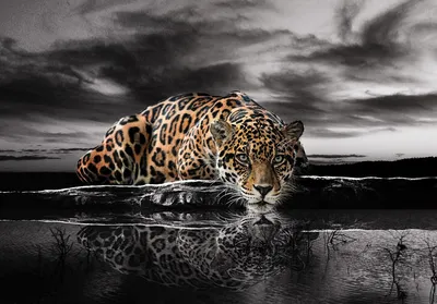 Фото обои 3Д с котиками 460x300 см Леопард на черно-белом фоне  (14419P12)+клей купить по цене 1800,00 грн