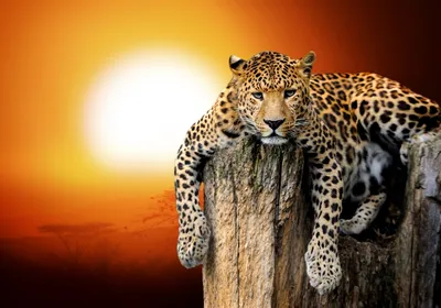 Фотообои на стену Леопард на закате - Разное Кошки - Львы Тигры Леопарды  Животные