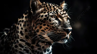 леопард животное изображение обои 320x240, картинка животного на обои, обои  для рабочего стола, обои фон картинки и Фото для бесплатной загрузки