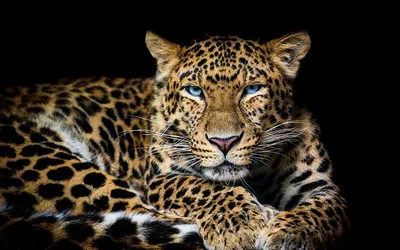 Фотообои \"Леопард на чёрном фоне\" - купить в интернет-магазине Ink-project  с быстрой доставкой