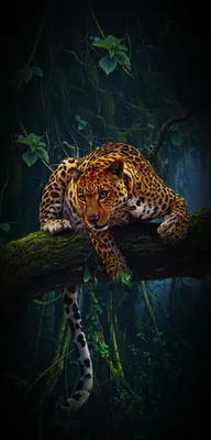 Леопард | Imagem de onça, Imagens de animais, Fotos de animais selvagens