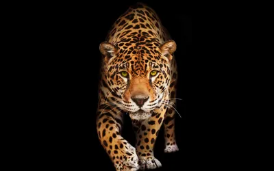 Леопард обои на айфон - 68 фото