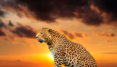 Купить фотообои \"Леопард на закате\" в интернет-магазине в Москве