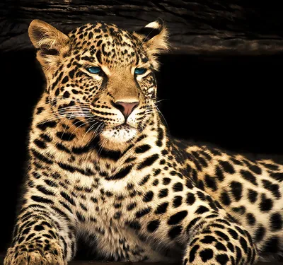 Купить фотообои \"Леопард на черном фоне\" в интернет-магазине в Москве