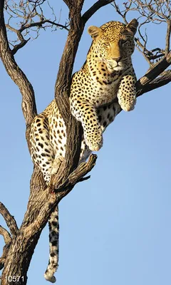 Купить Леопард на дереве - по выгодным ценам | интернет-магазин  рисуем-по-номерам.рф