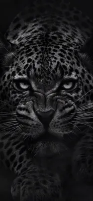 Фон для телефона #Двойные #Обои #Леопард #Хищник #Морда #Взгляд | Leopard  wallpaper, Animal wallpaper, Iphone wallpaper images