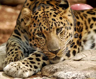 Леопард на ветке - натуральный холст на заказ в 1rulon.ru. Купить фотообои Леопард  на ветке артикул: 50344