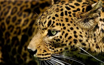 Скачать обои морда, леопард, черно-белые обои, face, leopard разрешение  1920x1200 #18107